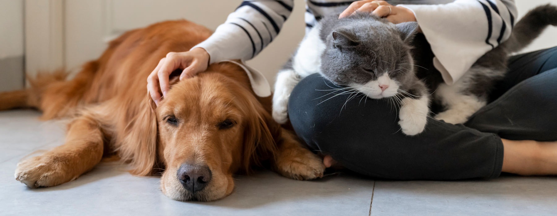 a person petting their dog and cat