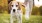Closeup of a dog on a leash being walked by owner in a park