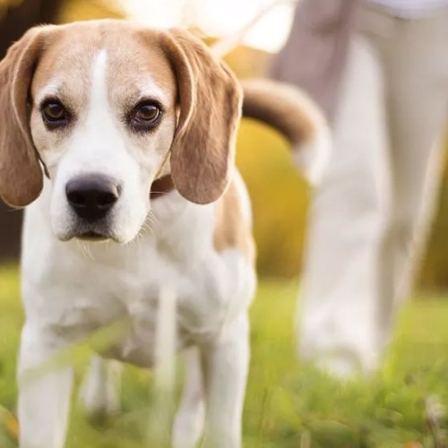 Park at Bayside is pet friendly Closeup of a dog on a leash being walked by owner in a park