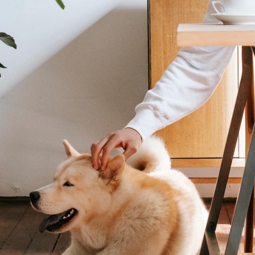 We welcome your pet family	 We welcome your pet family